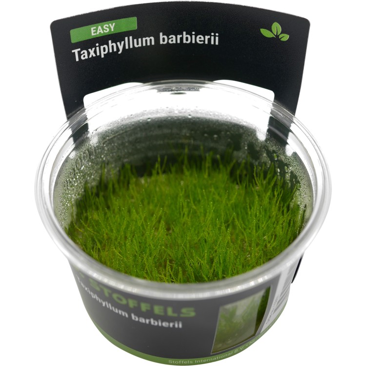 Planta acvariu Taxiphyllum barbieri Java Moss in vitro Stoffels - imagine 5